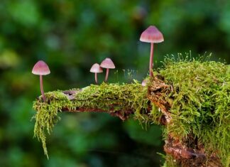 Ile można zebrać grzybów?