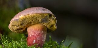 Gdzie kupić borowiki?