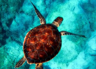 Jakie zwierzęta do terrarium? Jakie zwierzęta do terrarium?