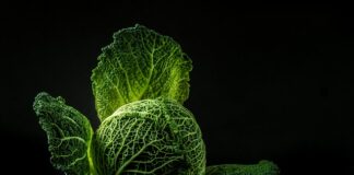 Co dodajemy do kapusty z grzybami?