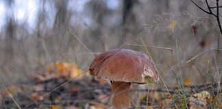 Czy prawdziwki można jeść na surowo?