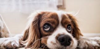 Czy ważą psa na lotnisku?