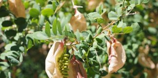 Ile bąbelków CO2 na minutę?