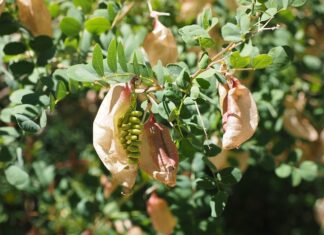 Ile bąbelków CO2 na minutę?