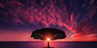 Ile 50 letnie drzewo usuwa CO2?