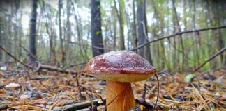 Ile kosztuje 100g Prawdziwków?