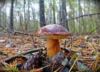 Ile kosztuje 100g Prawdziwków? Ile kosztuje 100g Prawdziwków?