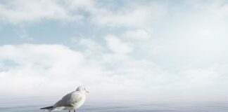 Jak uspokoić psa w samolocie?