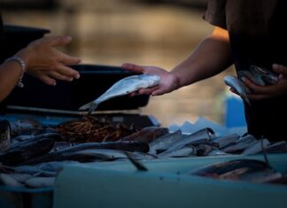 Czy można sprzedawać grzyby? Czy można sprzedawać grzyby?