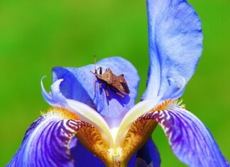 Jak długo żyje straszyk?