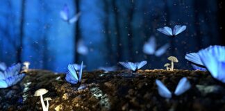 Ile czasu rosną grzyby po deszczu?