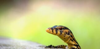 Czy można trzymać w domu jaszczurkę?