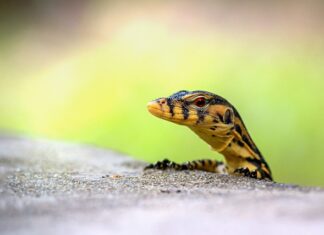 Czy można trzymać w domu jaszczurkę?