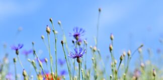 Jakie zioła są wieloletnie?