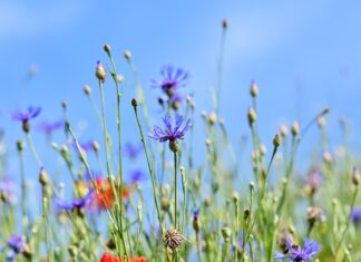 Jakie zioła są wieloletnie?