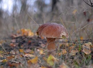 Ile kosztują prawdziwki w skupie?