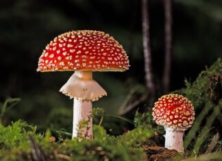 Co zrobić ze świeżymi grzybami?