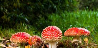 Czy można zatruć się grzybami jadalnymi?