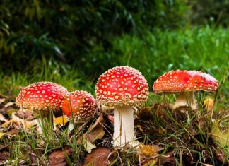 Czy można zatruć się grzybami jadalnymi?