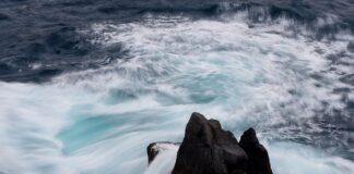 Jaka jest cena tofu?