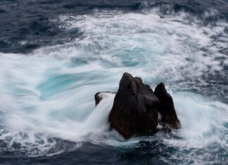 Jaka jest cena tofu?
