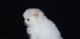 Jak rozmnażają się straszyki?