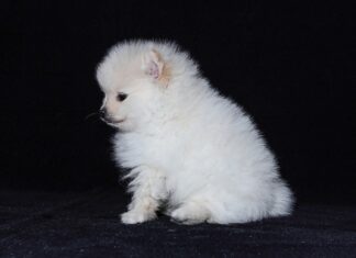 Jak rozmnażają się straszyki? Jak rozmnażają się straszyki?