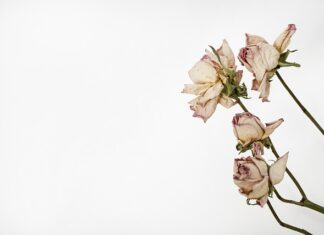 Kiedy zakładać zielnik?