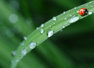 Co zrobić żeby pościel była sztywna?