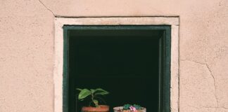 Czym najlepiej podlewać kwiaty żeby ładnie kwitły?