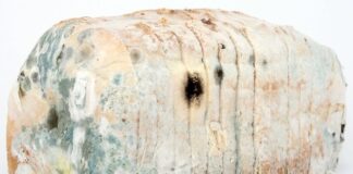 Jak zdezynfekować majtki?