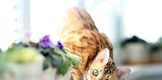 Co posiać na parapecie?