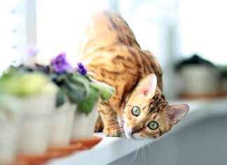 Co posiać na parapecie?