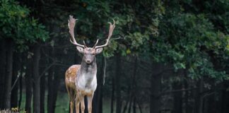Jakie są gatunki żab w Polsce?