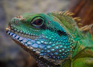 Czym malować w terrarium?