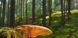 Czy grzyb jest owocem?