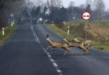 produkty do hukowego odstraszania zwierzyny