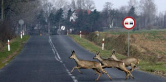 produkty do hukowego odstraszania zwierzyny