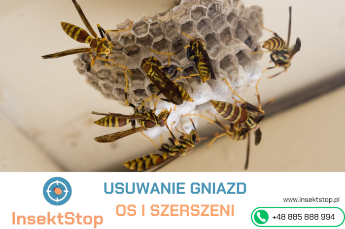 Osy i szerszenie